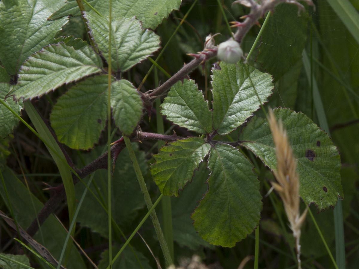 Rubus fruticosus agg.